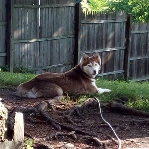 Meet your Posher, Husky